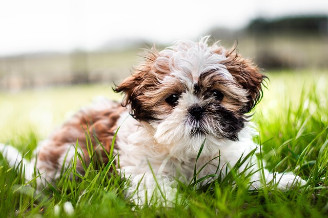 A Malti Tzu dog looking alert and playful with its tongue slightly out, sitting on a rug.