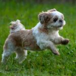malti tzu dog portrait