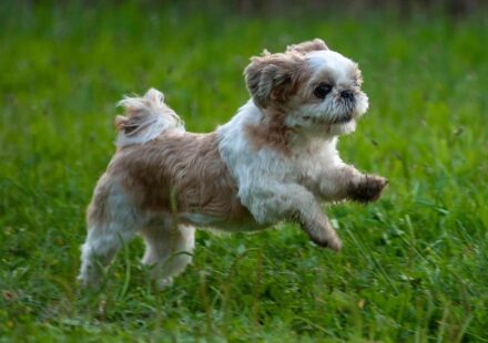 malti tzu dog portrait
