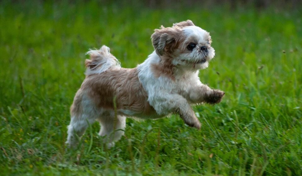 malti tzu dog portrait