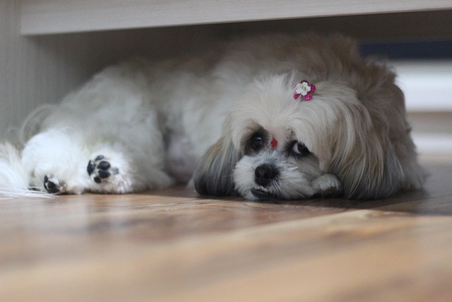 A Malti Tzu puppy sitting attentively, looking up at its owner for a treat during a training session.