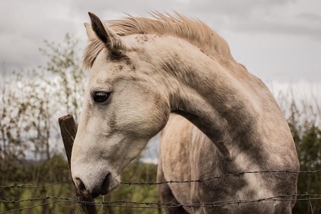 A Marwari horse being groomed, showing its sleek coat and musculature.