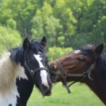Marwari horse profile