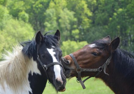 Marwari horse profile