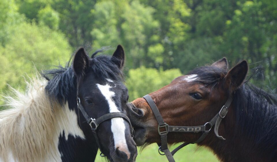 Marwari horse profile