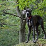 merle great dane dog