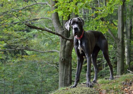 merle great dane dog