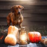 mini dachshund puppy
