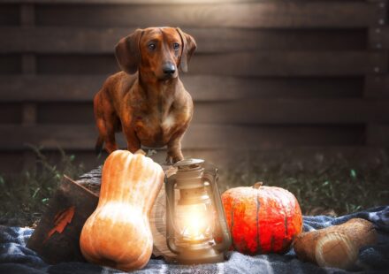 mini dachshund puppy