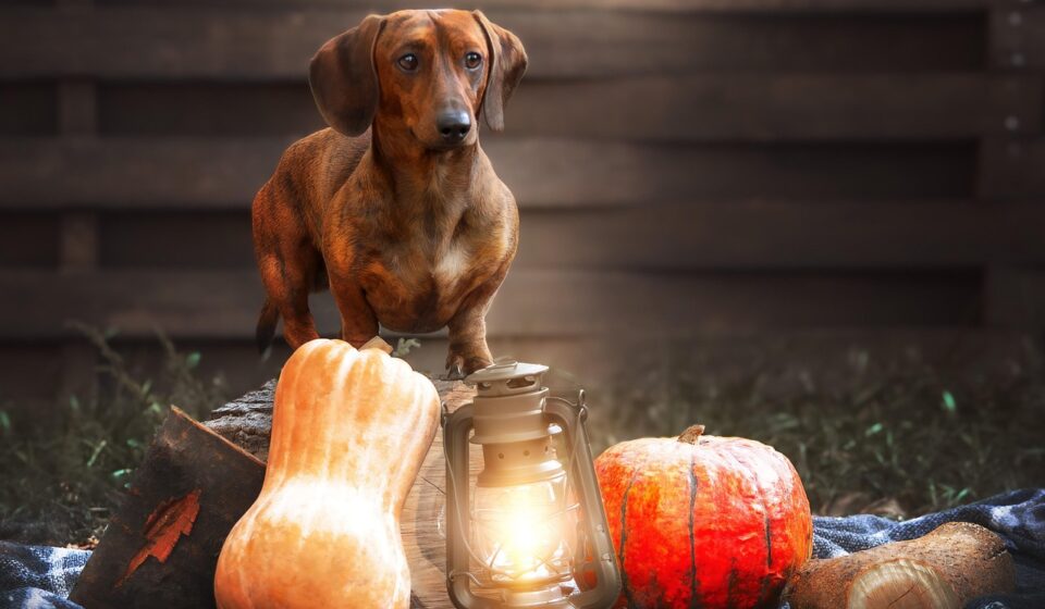 mini dachshund puppy