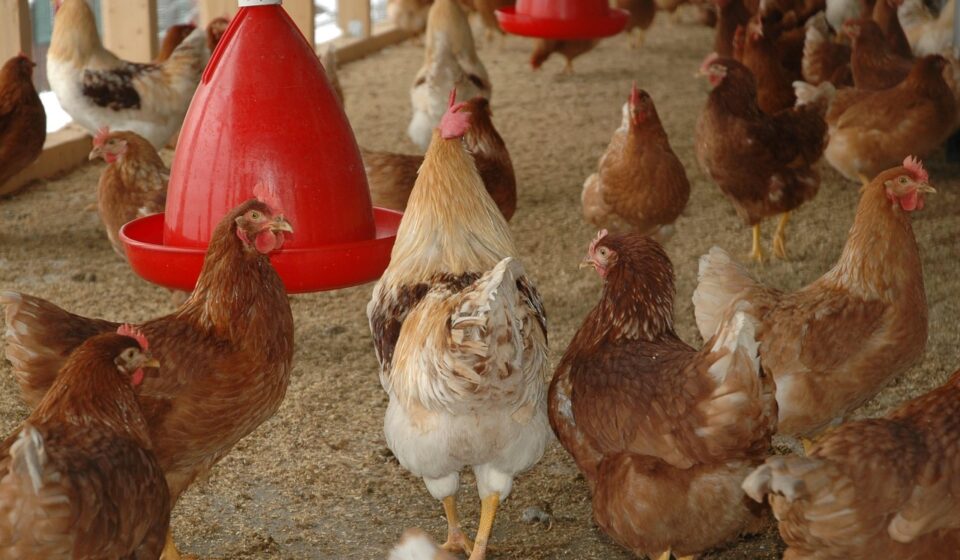 modern chicken coop