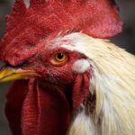 modern chicken coop design