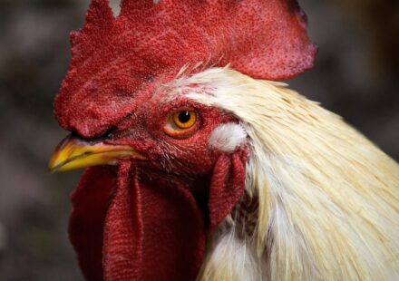 modern chicken coop design