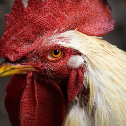 modern chicken coop design