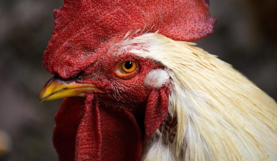 modern chicken coop design