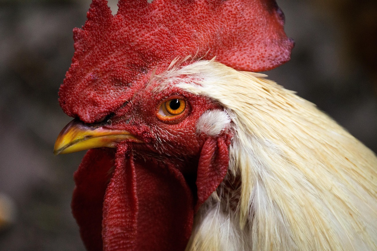 A Chicken Coop: Planning Your Flock’s Perfect Home