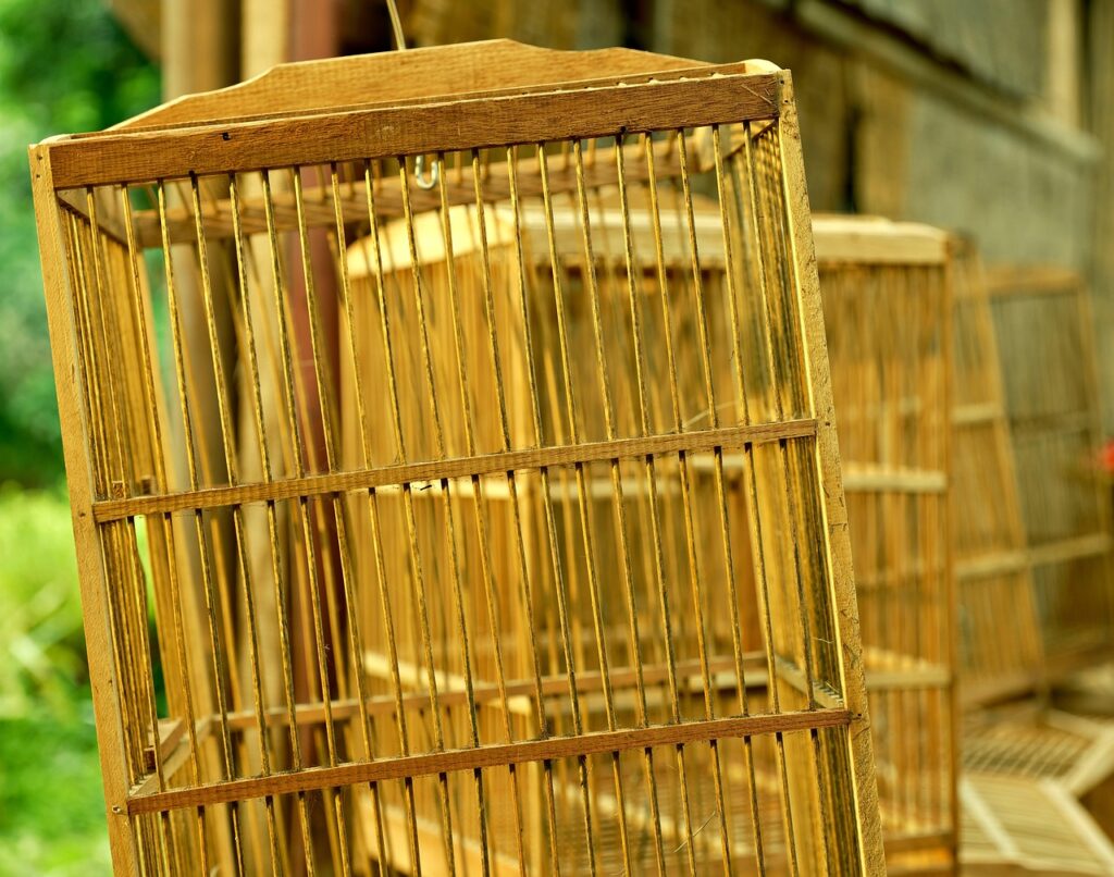 modern outdoor cat cage