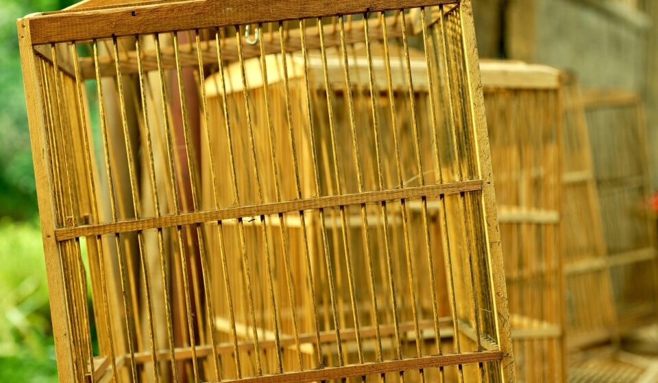 modern outdoor cat cage