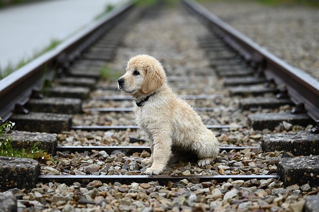 A Morkie dog sitting attentively during a training session