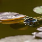 mosquitofish in pond