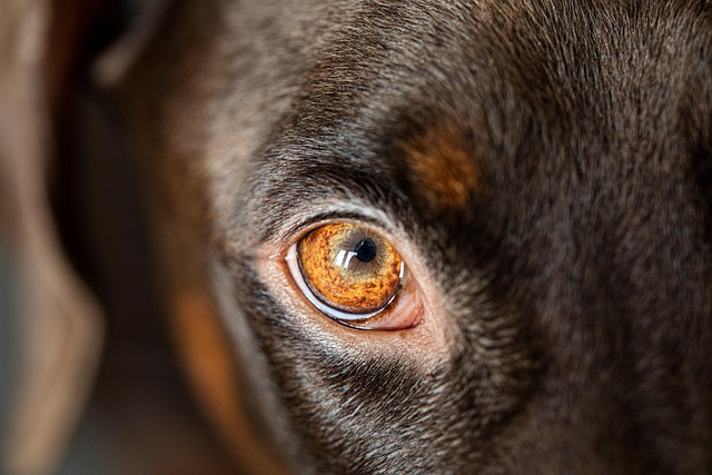 A muscular Doberman Pitbull mix dog with alert ears and a focused expression