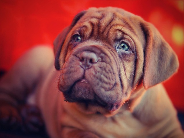 A Neapolitan Mastiff with its characteristic wrinkles and imposing size