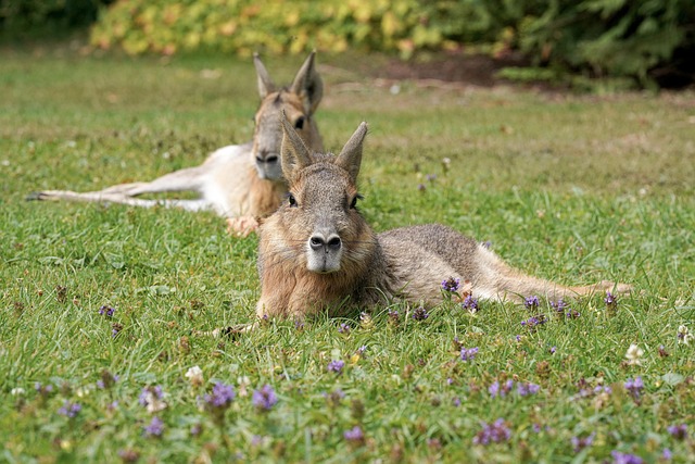 A patagonian cavy digging in a large substrate-filled enclosure