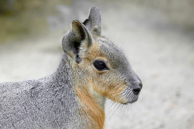 Patagonian cavy with long legs and rabbit-like ears