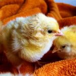 pekin bantam chick fluffy