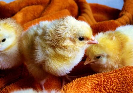 pekin bantam chick fluffy