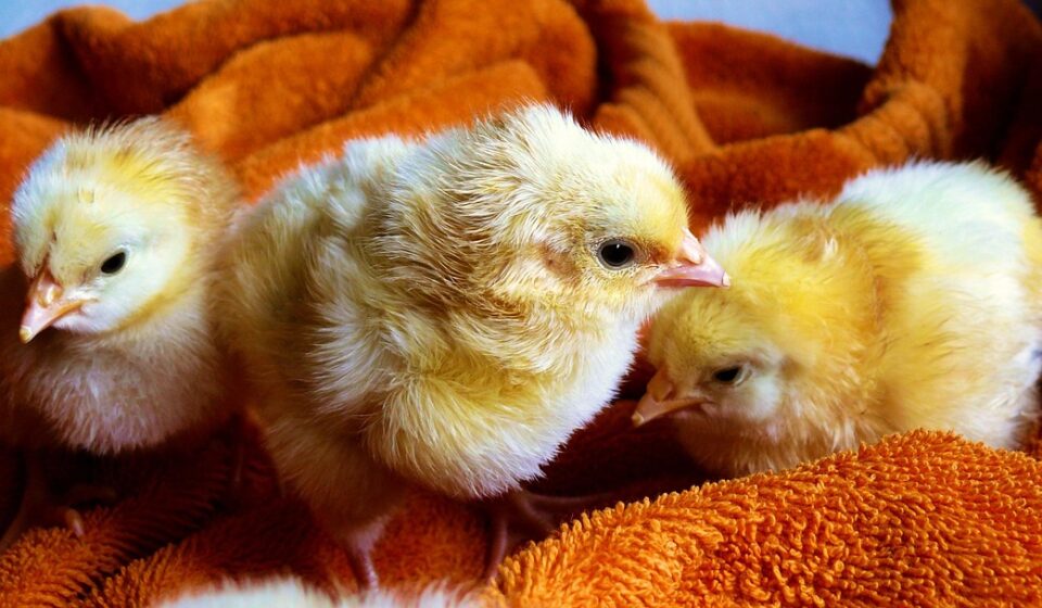 pekin bantam chick fluffy
