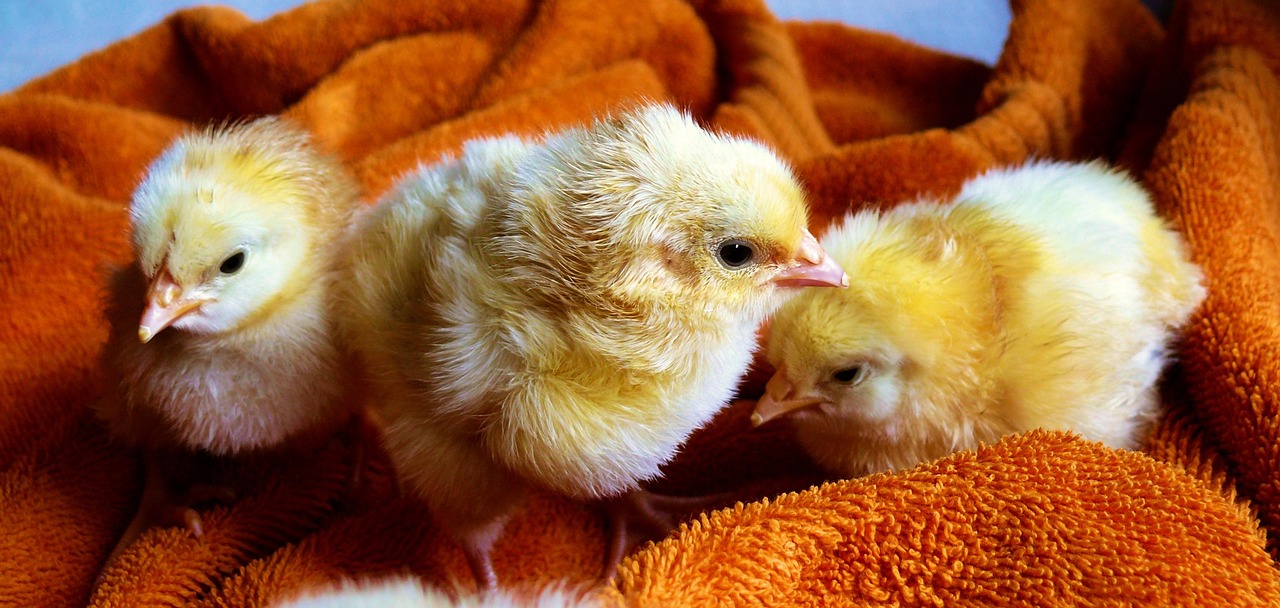 pekin bantam chick fluffy