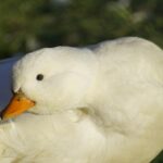 pekin duck flock