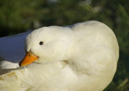pekin duck flock