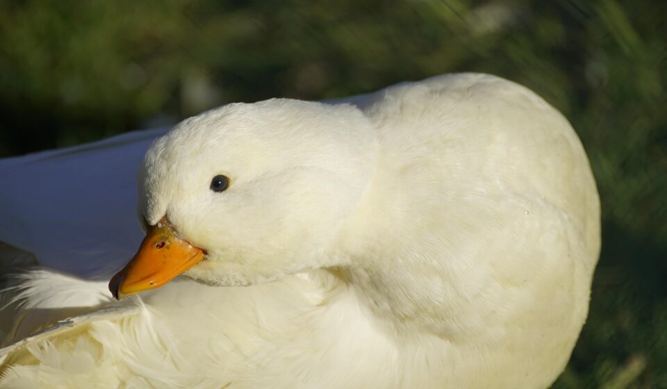 pekin duck flock