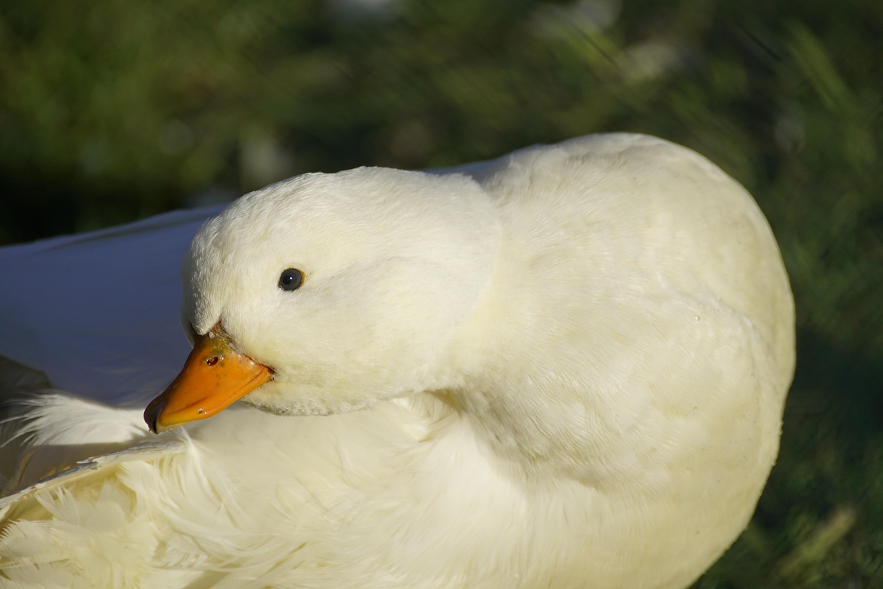 The Pekin Duck: Care, Characteristics, and Considerations