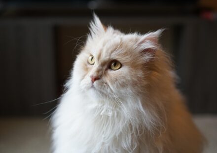 Persian cat grooming