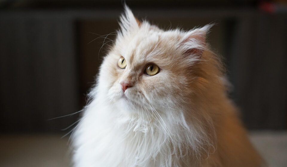 Persian cat grooming