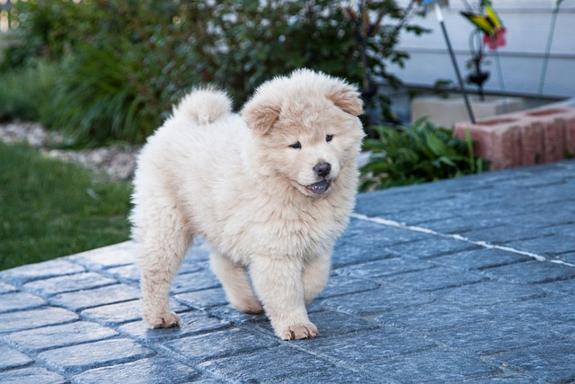 Person brushing a Chow Chow's thick coat with a slicker brush