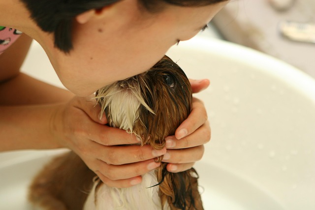 Person gently grooming a rabbit with a brush