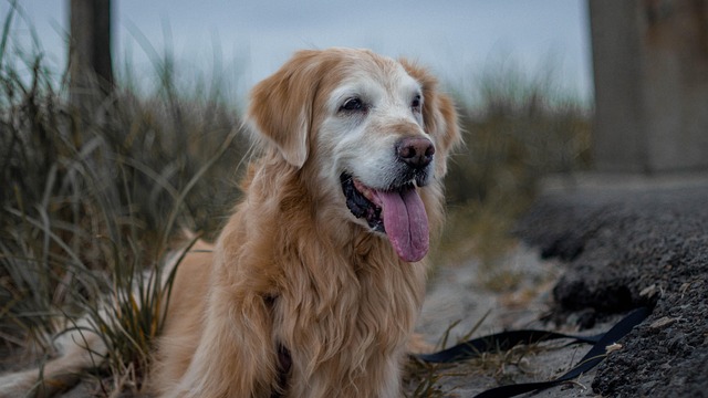 Person training a Labrador Retriever with a treat