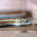 pet reptile