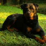 pitbull rottweiler mix dog
