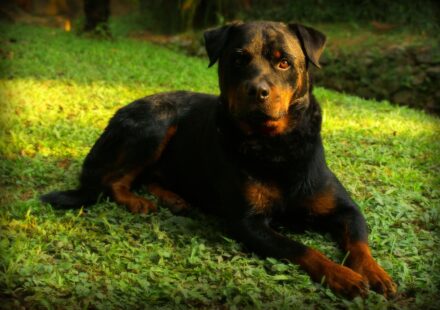 pitbull rottweiler mix dog