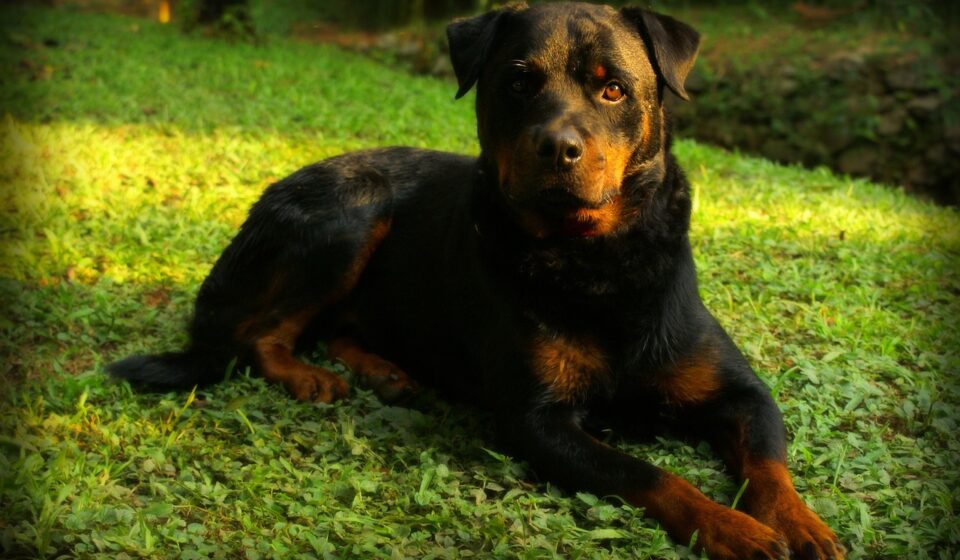 pitbull rottweiler mix dog