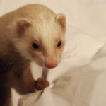 playful ferret