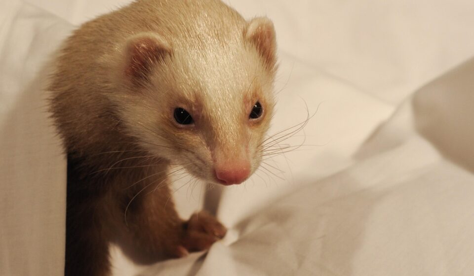 playful ferret