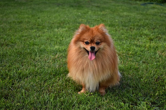 A Pomeranian exhibiting a slight cough, with a vet examining it.