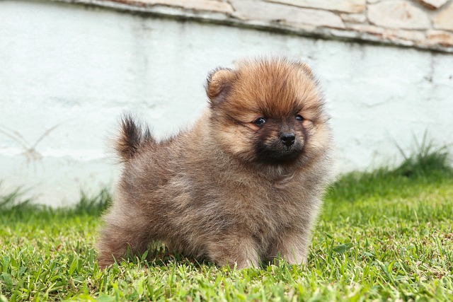 A Pomeranian puppy playing with a toy, showcasing its energetic nature