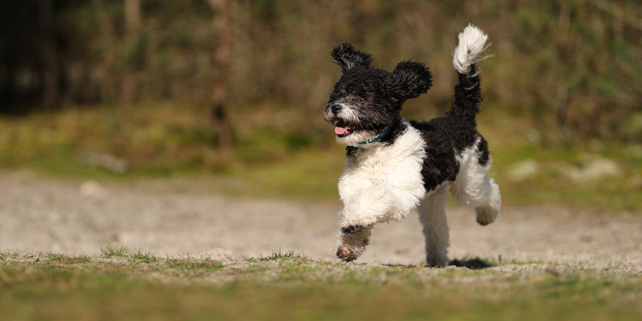 poodle dog